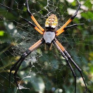 Meet your Posher, Joel